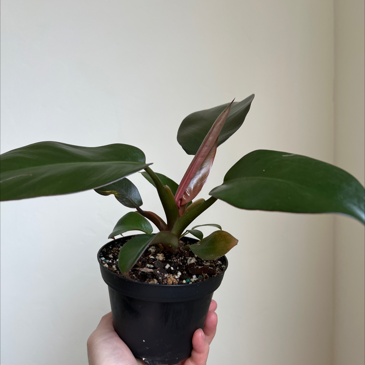 Philodendron 'Black Cardinal' plant in a black pot held by a hand, with dark green leaves.
