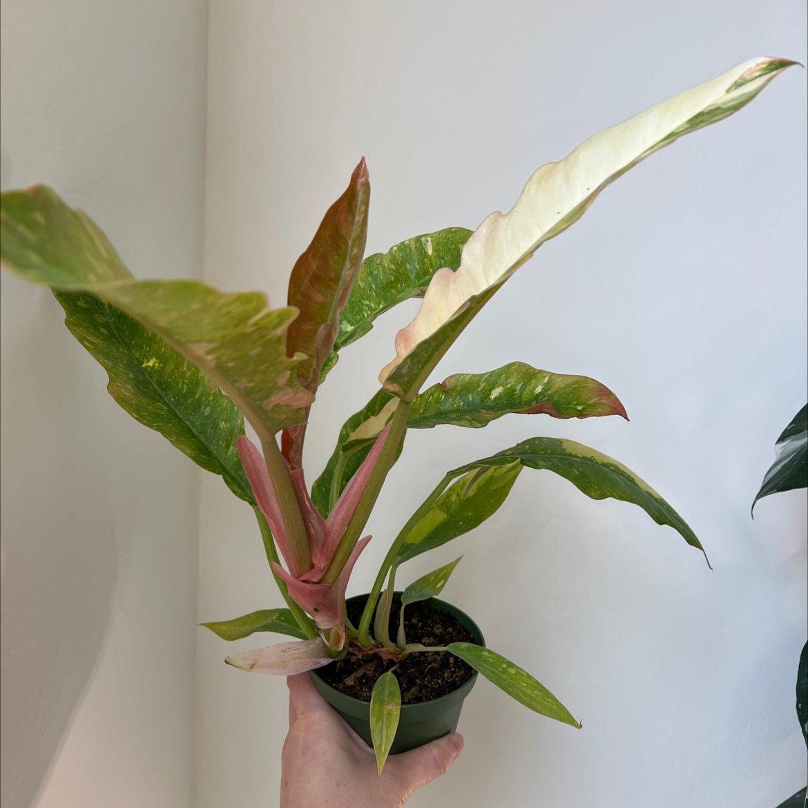 Philodendron 'Ring of Fire' plant held by a hand, showing variegated leaves.