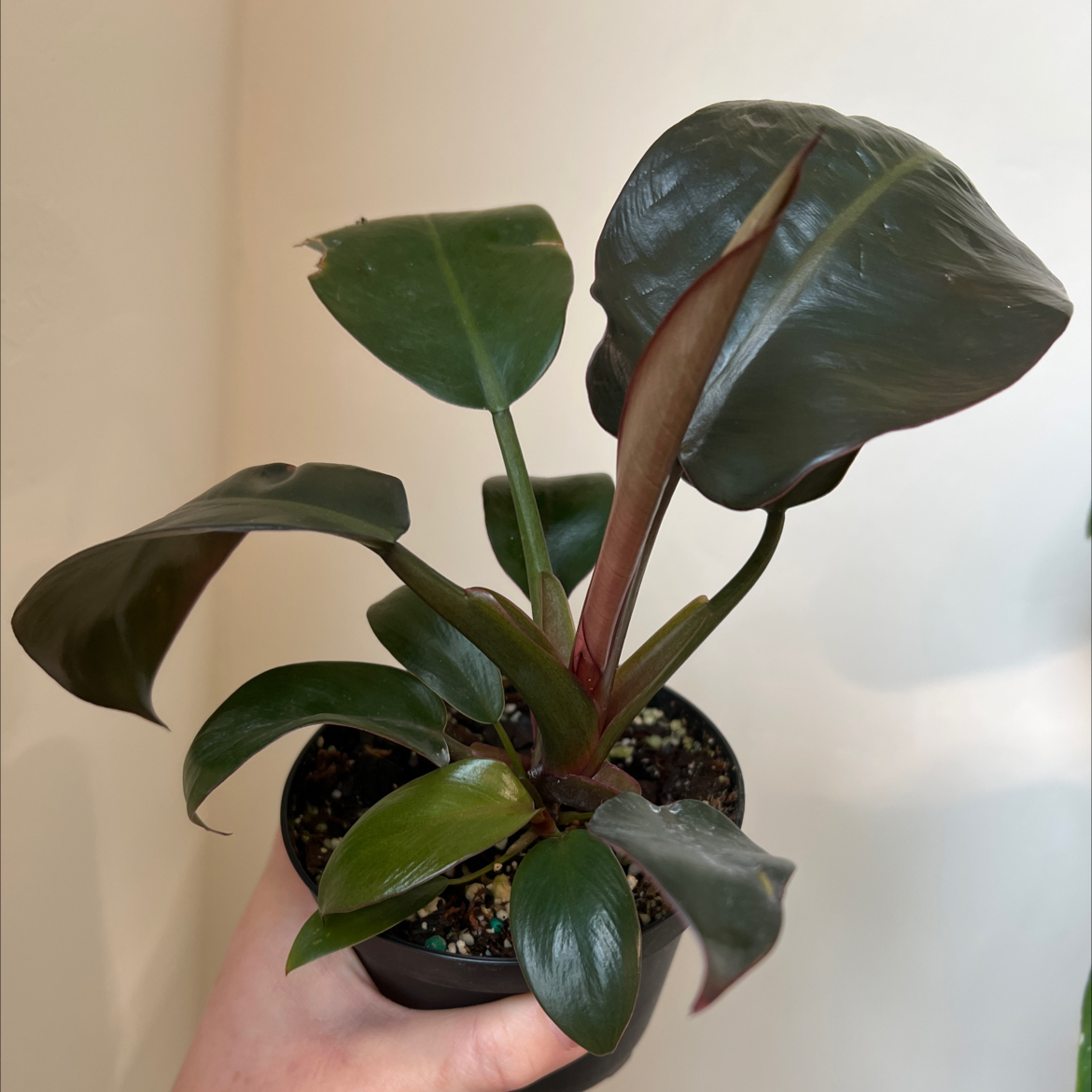 Philodendron 'Black Cardinal' plant with dark green leaves in a pot, held by a hand.