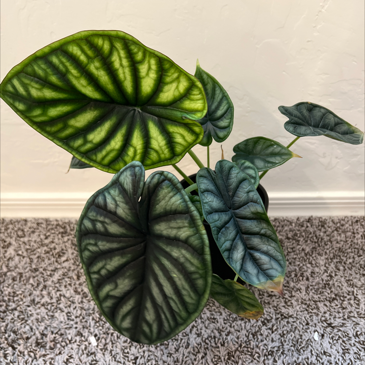 Healthy Alocasia 'Dragon Scale' plant with vibrant, textured leaves and dark green veining.