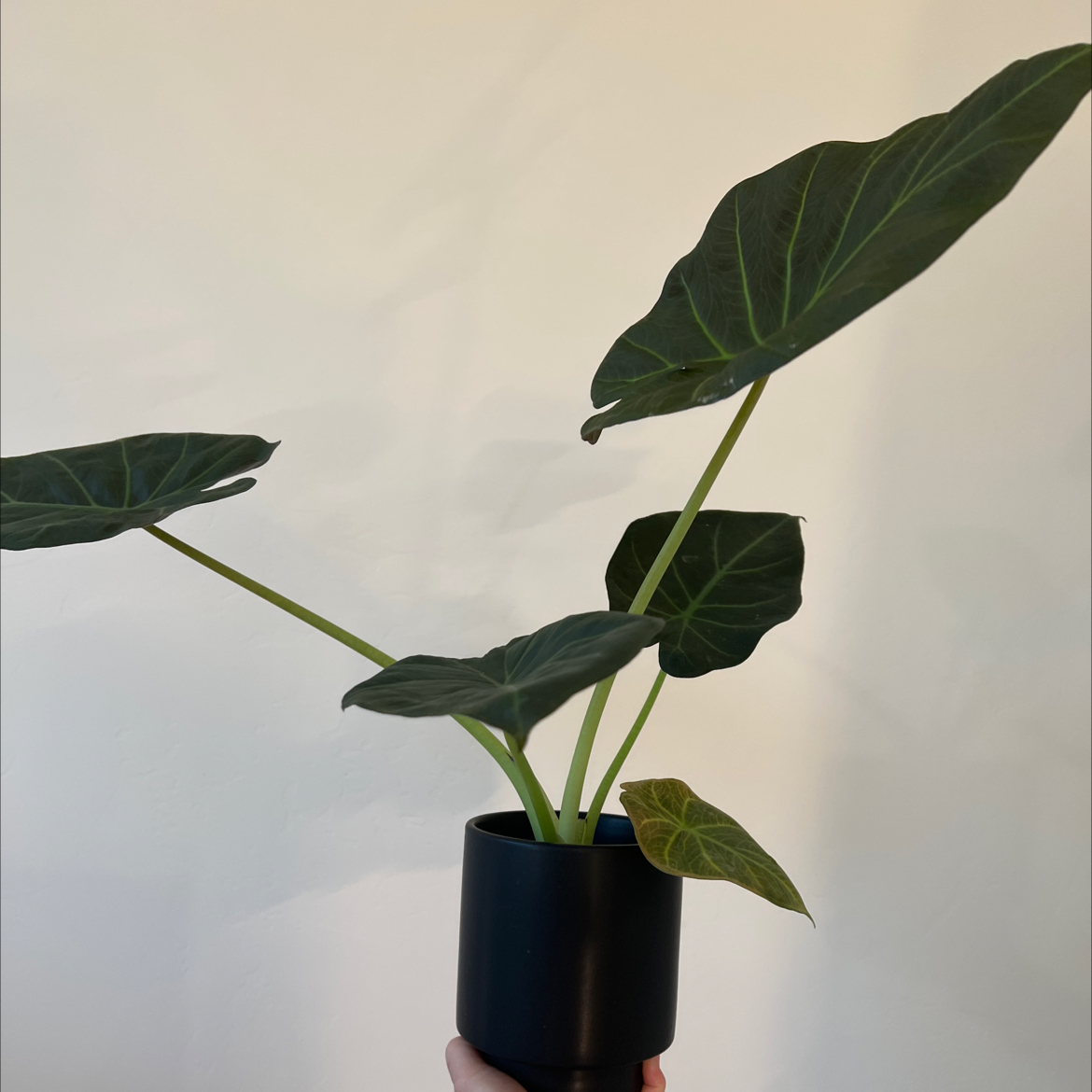 Alocasia 'Regal Shields' plant in a black pot with large dark green leaves, slight yellowing on one leaf.