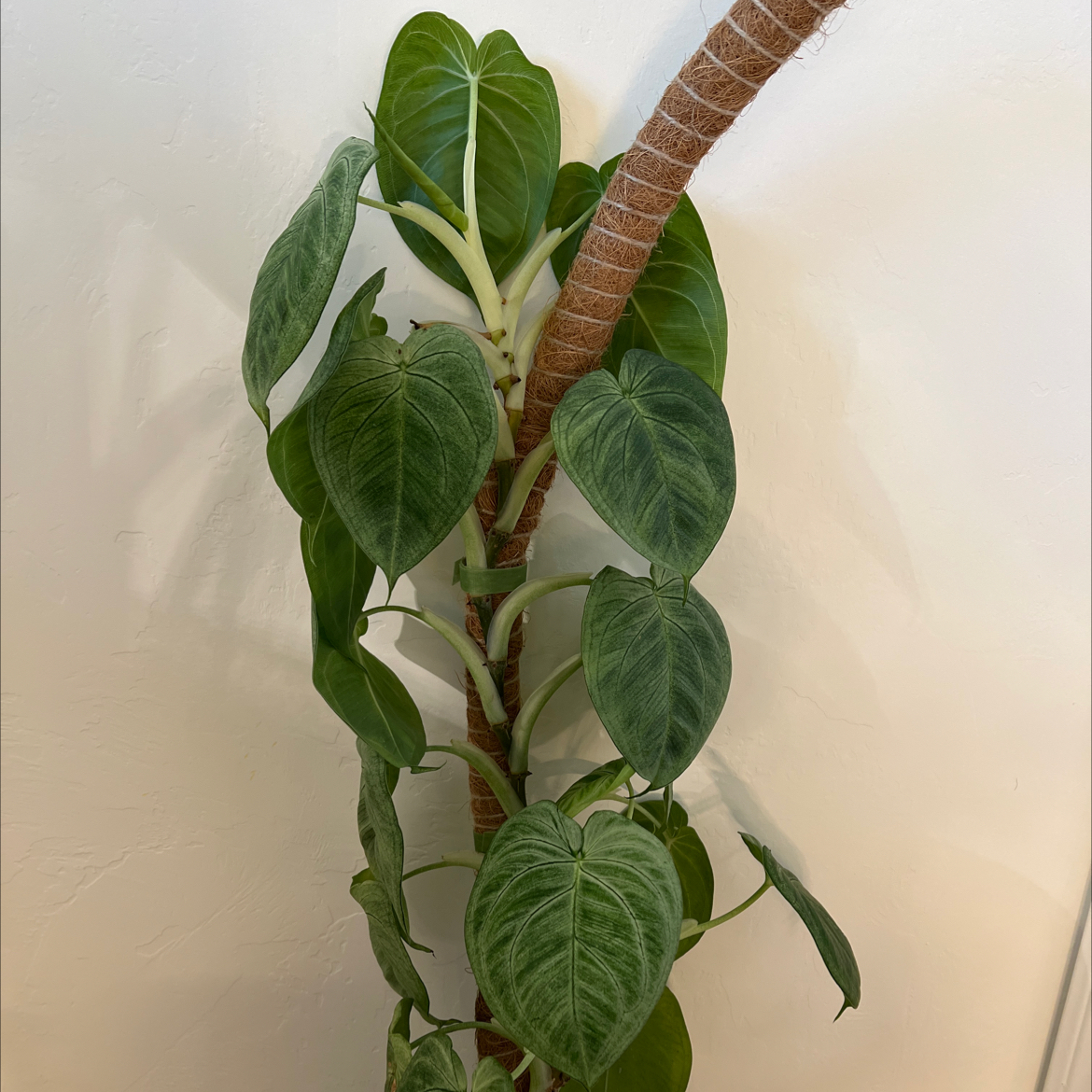 Photo of the plant species Frosted Heart Syngonium by @Lilrunwaymdl named Beckham on Greg, the plant care app