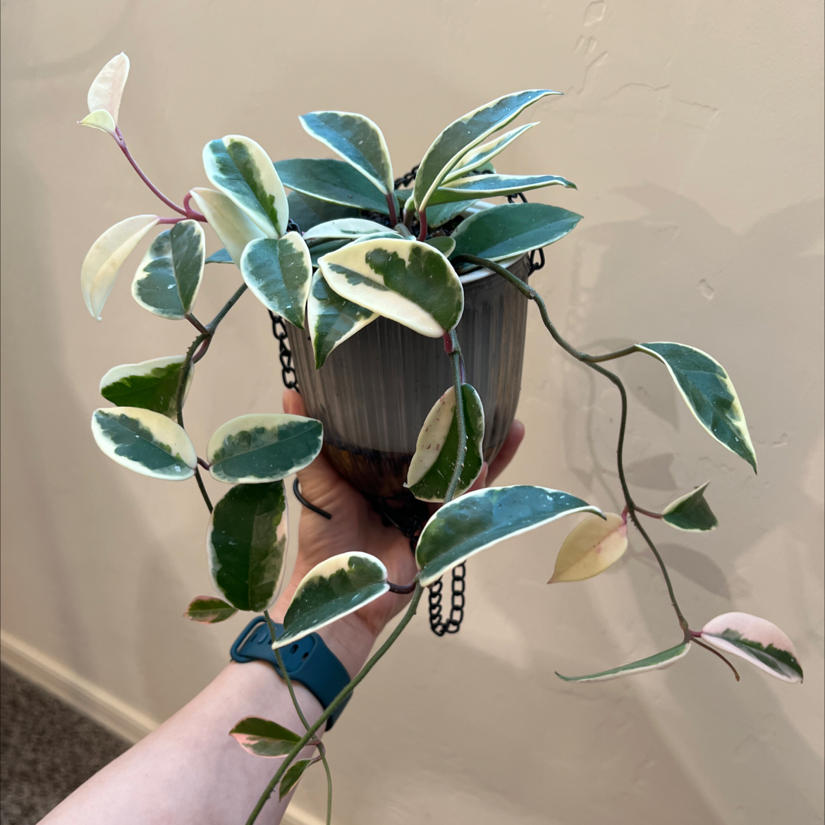 Hoya Krimson Queen plant with variegated leaves held by a hand.