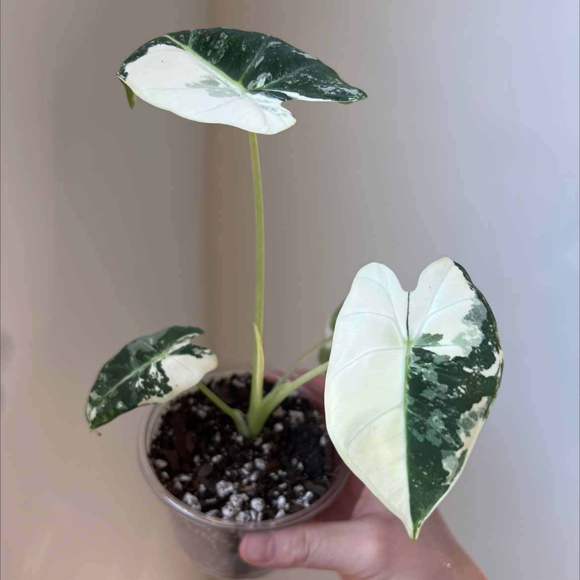 Variegated Alocasia frydek plant with three leaves in a clear plastic pot, held by a hand.