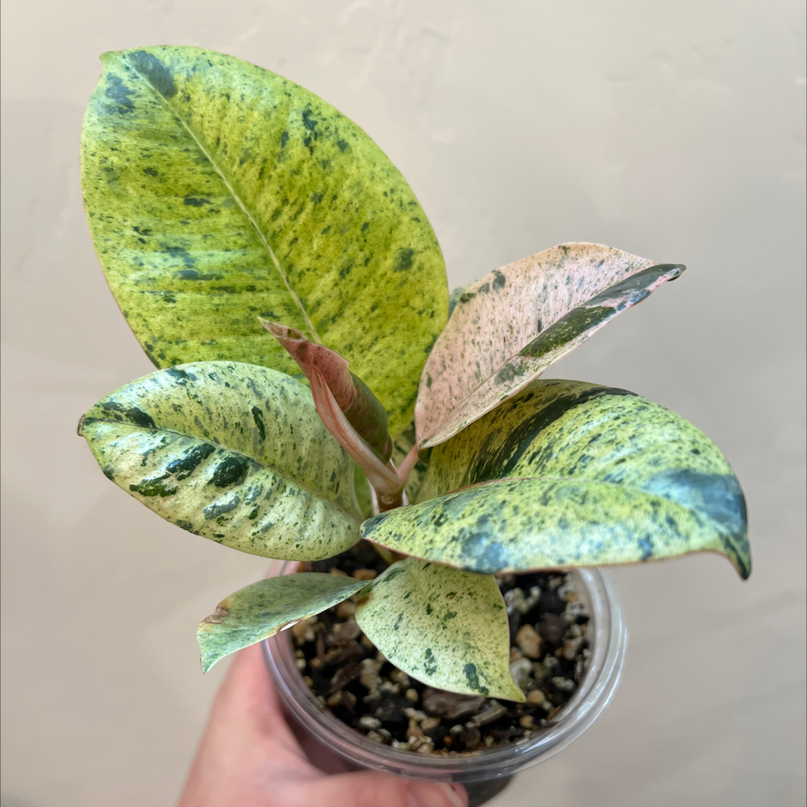 Ficus elastica 'Shivereana' plant with variegated leaves in a clear pot, held by a hand.