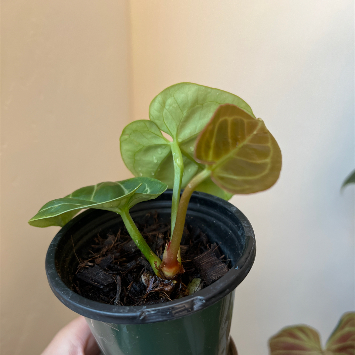 Anthurium crystallinum magnificum plant in a pot with healthy leaves.