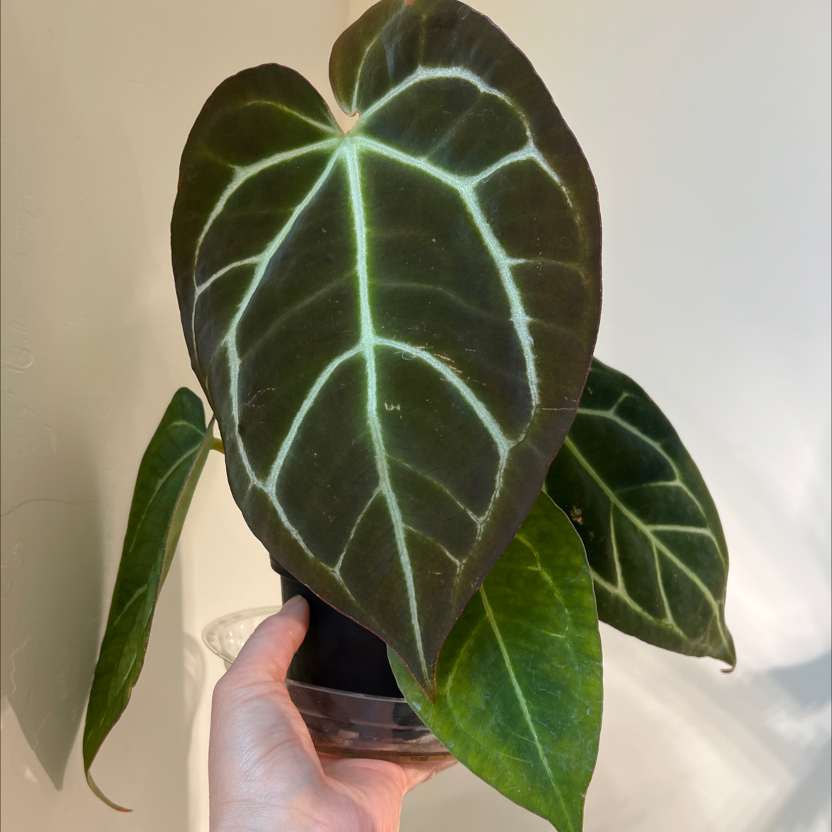 Crystal Anthurium plant with large, dark green leaves and prominent white veins, held by a hand.