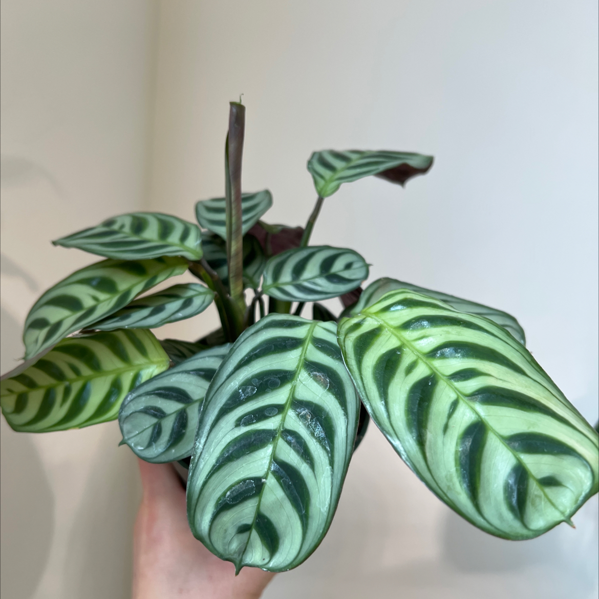 Healthy Fishbone Prayer Plant with striped green and white herringbone patterned leaves being held up by a hand.