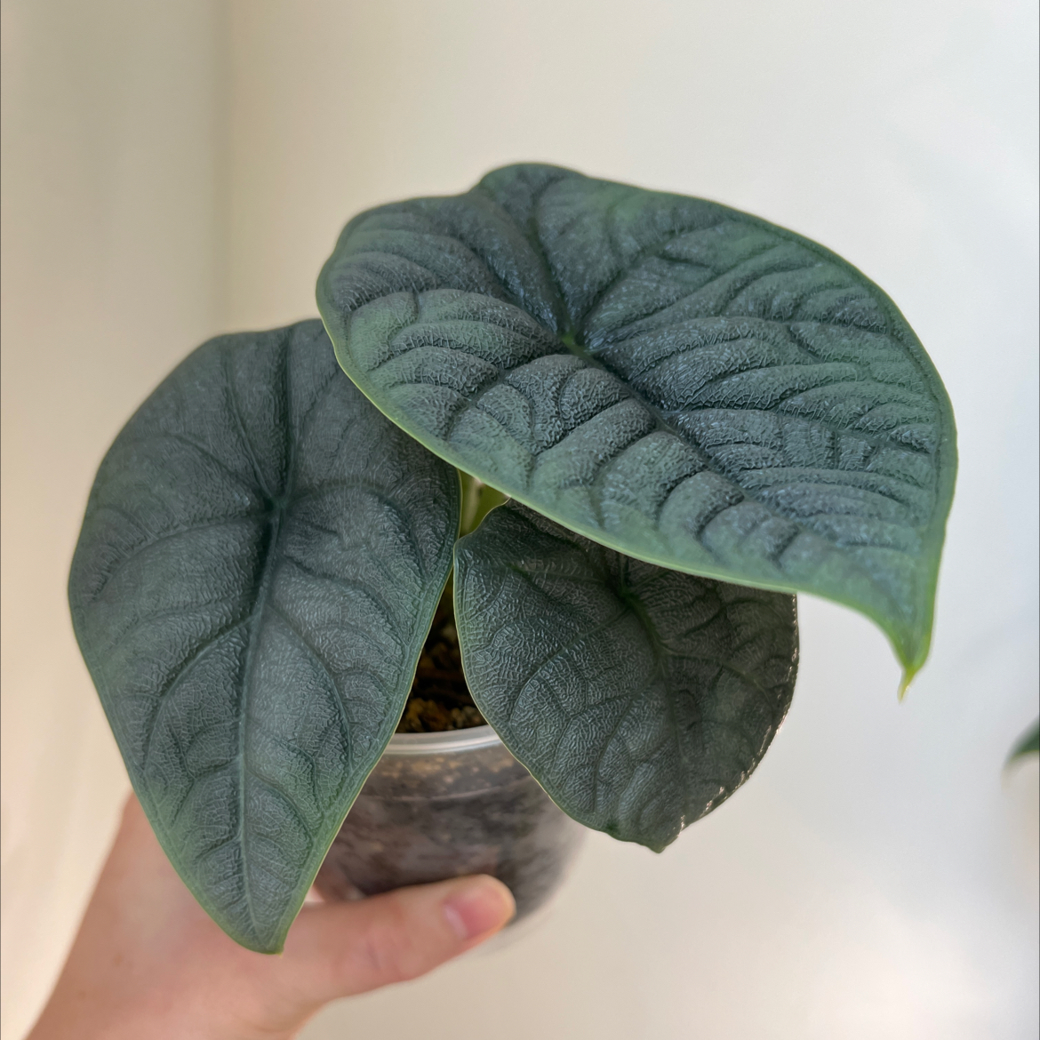 Potted Alocasia 'Rugosa' plant with three healthy leaves, held by a hand.