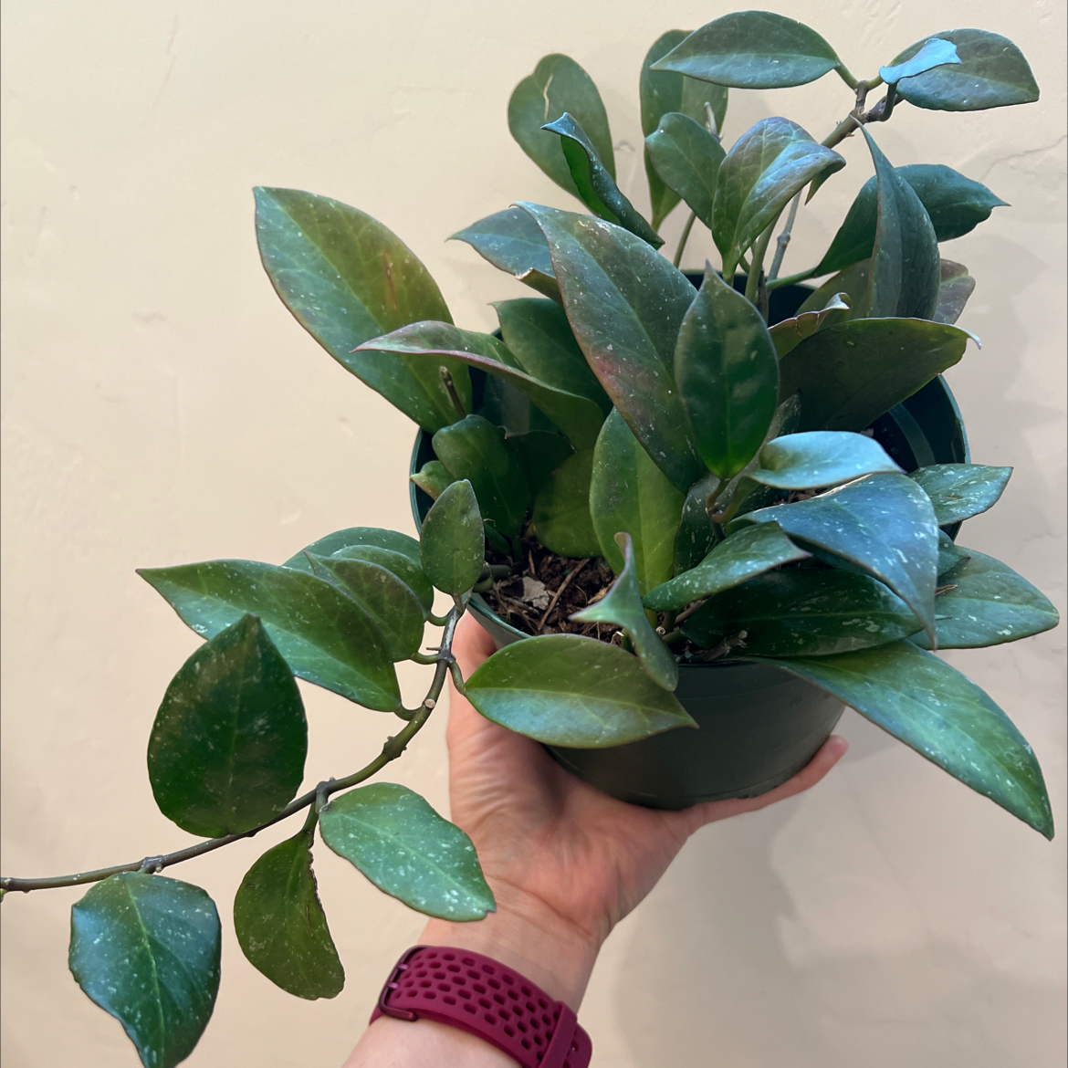 Hoya 'Sunrise' plant held by a hand, with green leaves and partially visible soil.