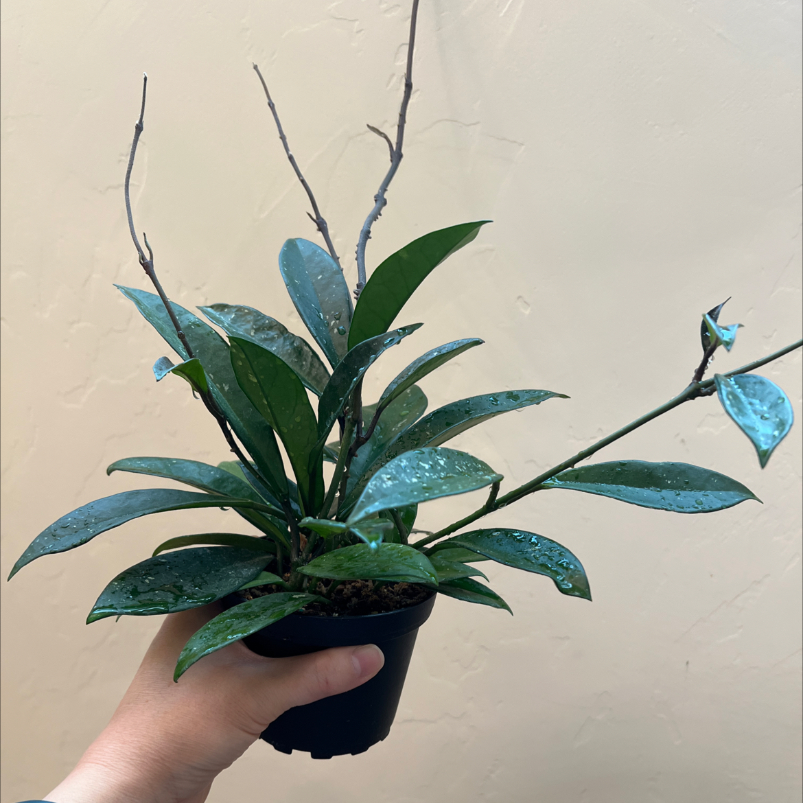 Hoya Pubicalyx plant in a small black pot, held by a hand.
