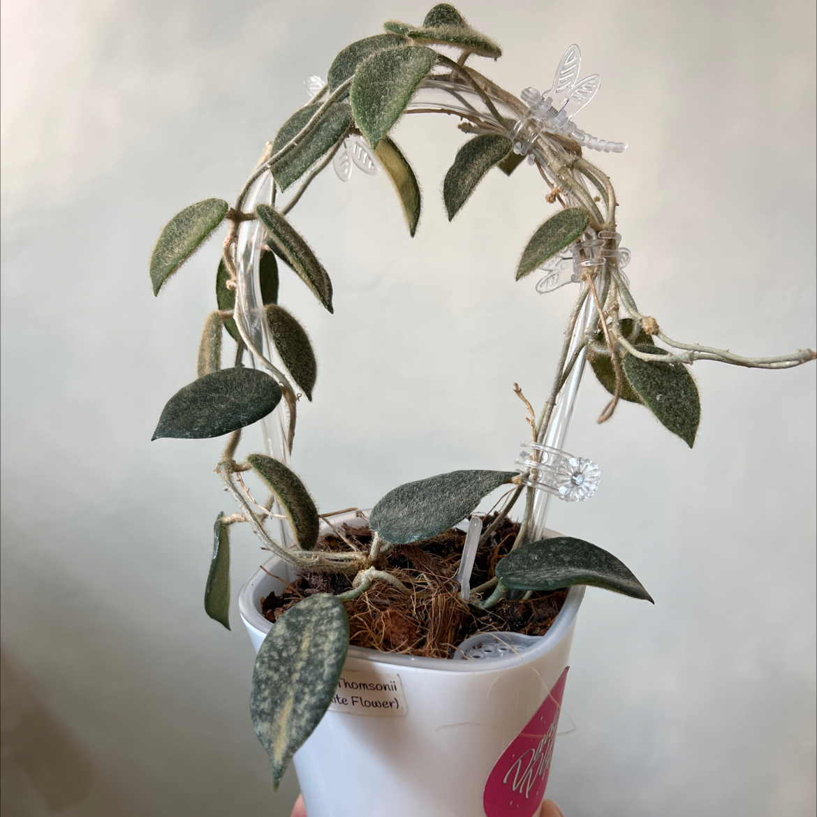 Photo of the plant species Hoya thomsonii by @Lilrunwaymdl named Nemo Thomsonii White on Greg, the plant care app