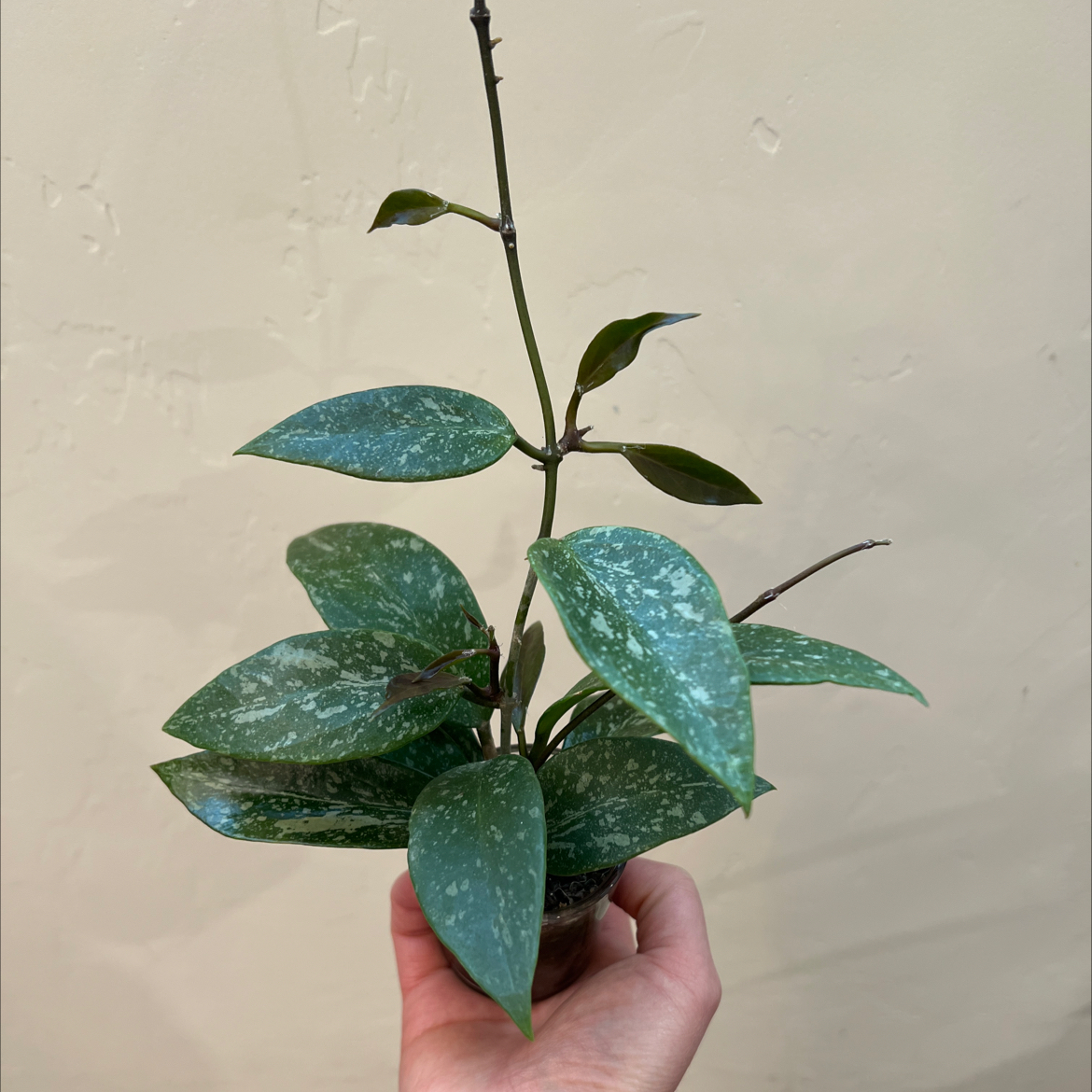 Hoya Pubicalyx plant with green leaves and white speckles, held by a hand.