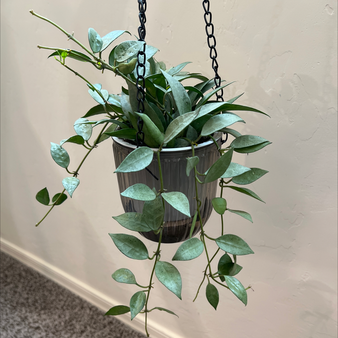 Hoya lacunosa plant in a hanging pot with trailing vines and green leaves.
