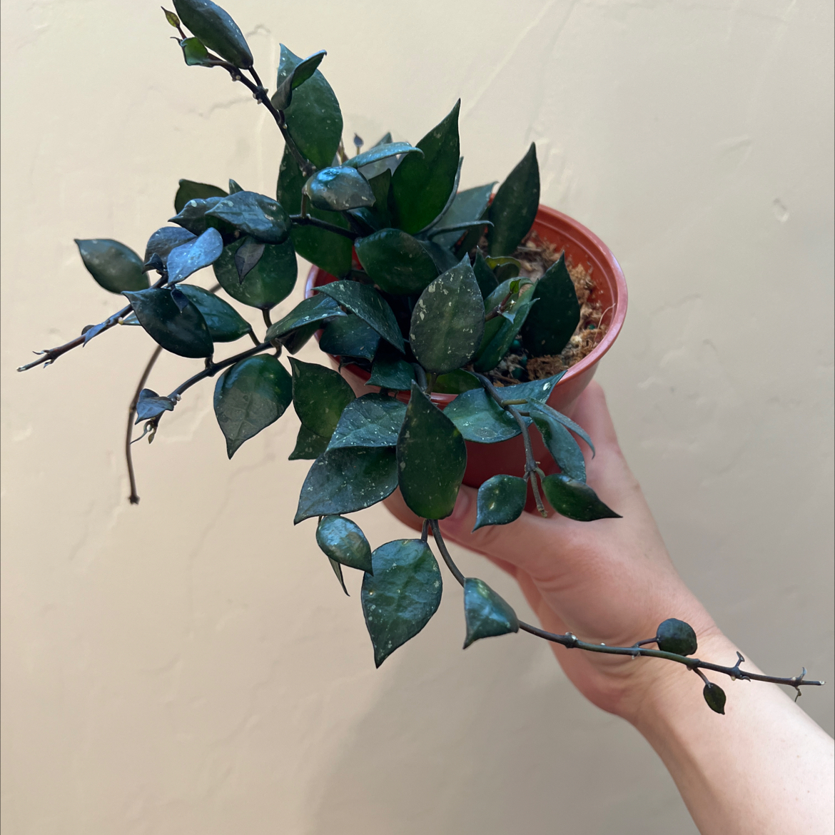 Hoya krohniana black plant in a small pot, held by a hand, with visible soil.