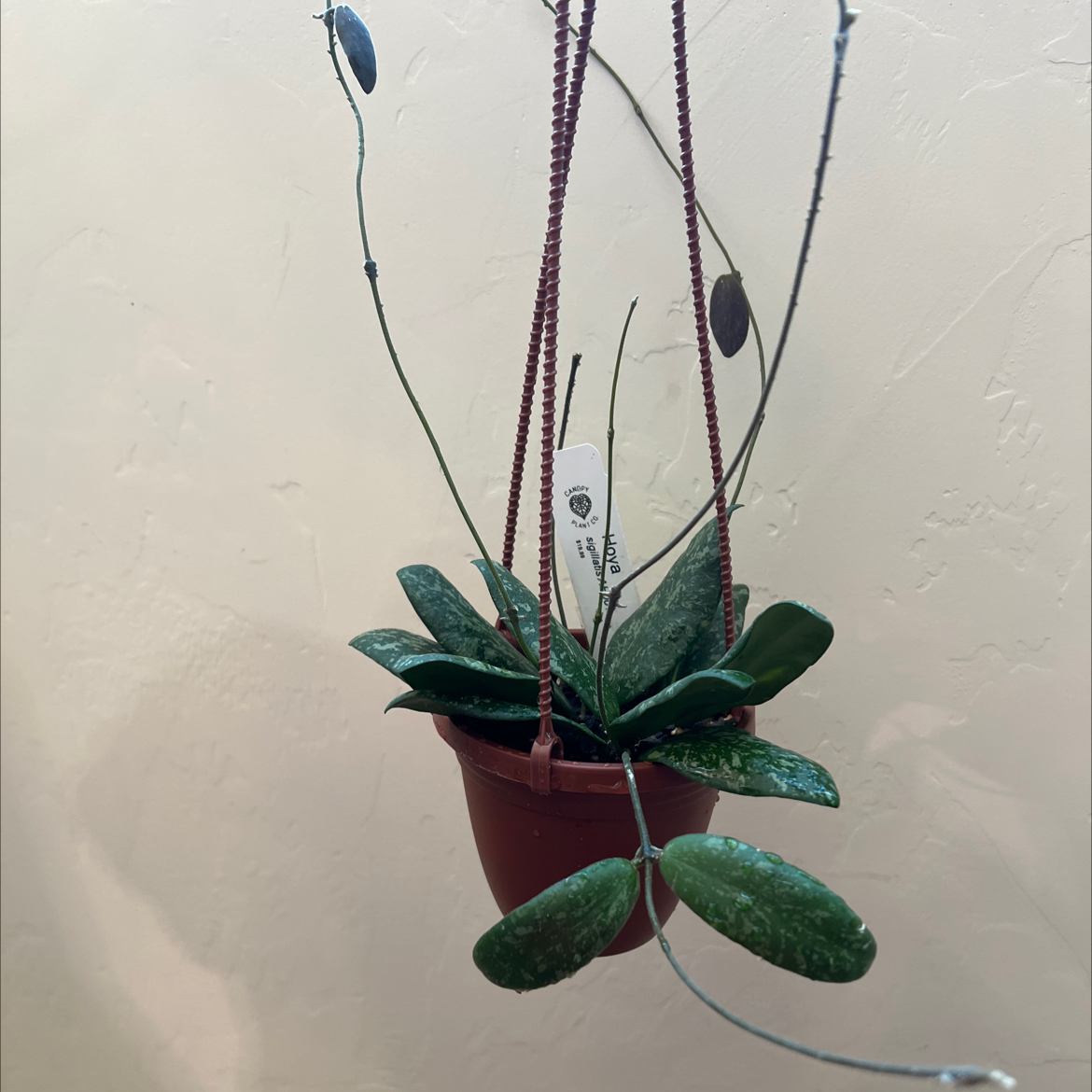Hoya Sigillatis plant in a hanging pot with speckled leaves.