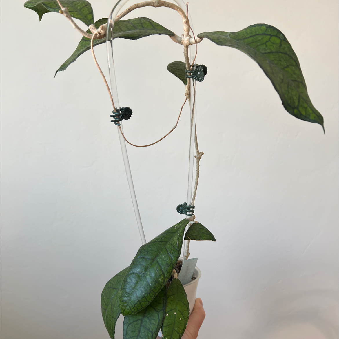 Photo of the plant species Hoya finlaysonii by @Lilrunwaymdl named Finlaysonii on Greg, the plant care app