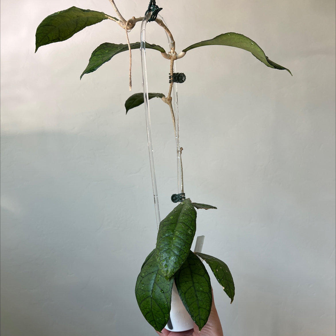 Photo of the plant species Hoya finlaysonii by @Lilrunwaymdl named Finlaysonii on Greg, the plant care app