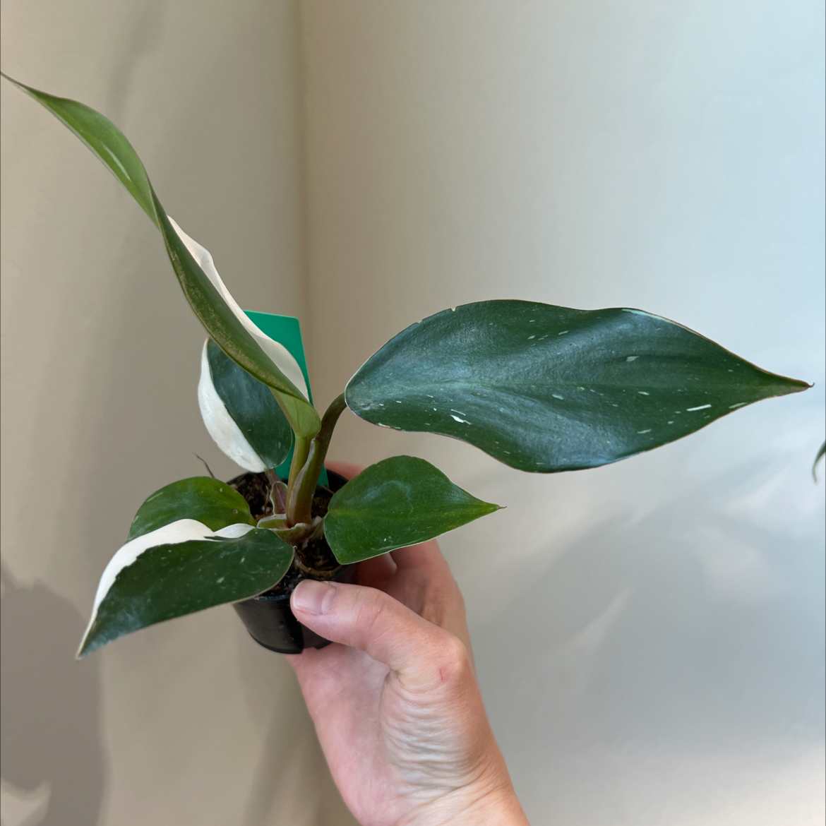 White Knight Philodendron with variegated leaves held by a hand, partially visible soil.