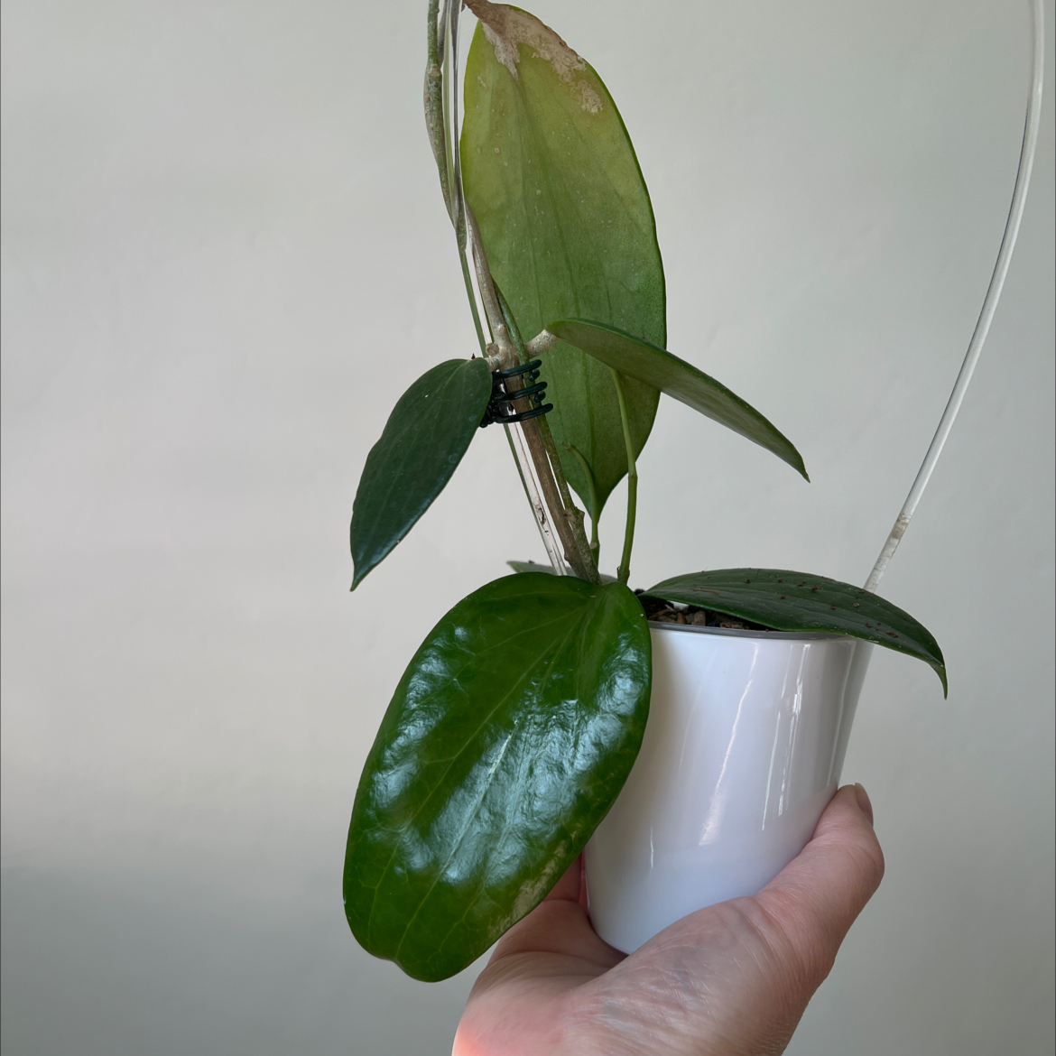 Photo of the plant species Hoya aldrichii by @Lilrunwaymdl named Aldrichii on Greg, the plant care app