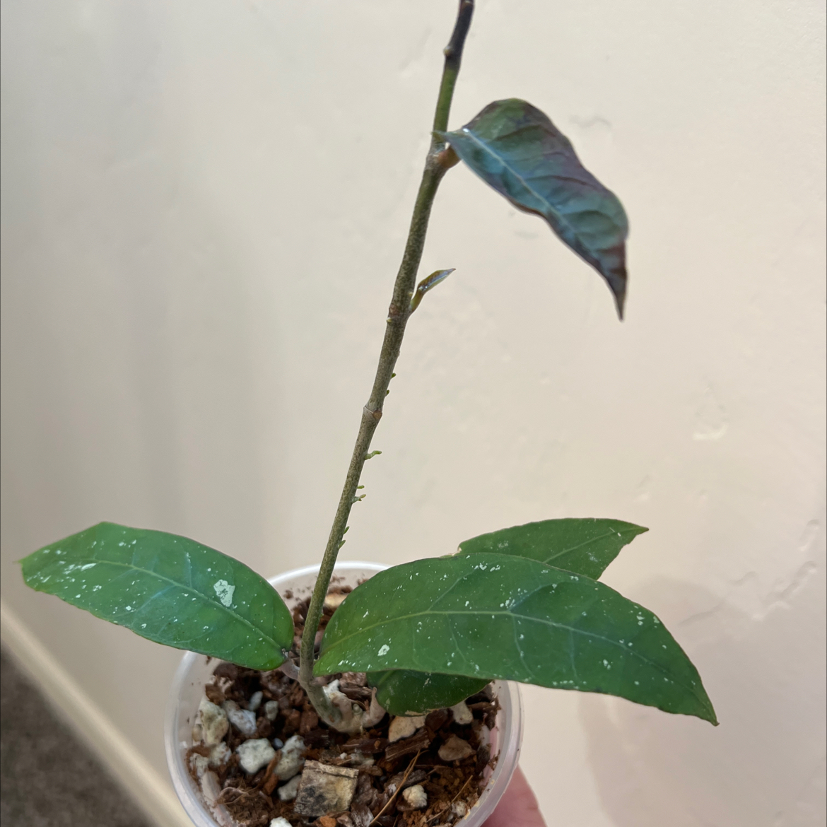 Young Hoya Pubicalyx plant in a small pot with healthy green leaves and visible soil.