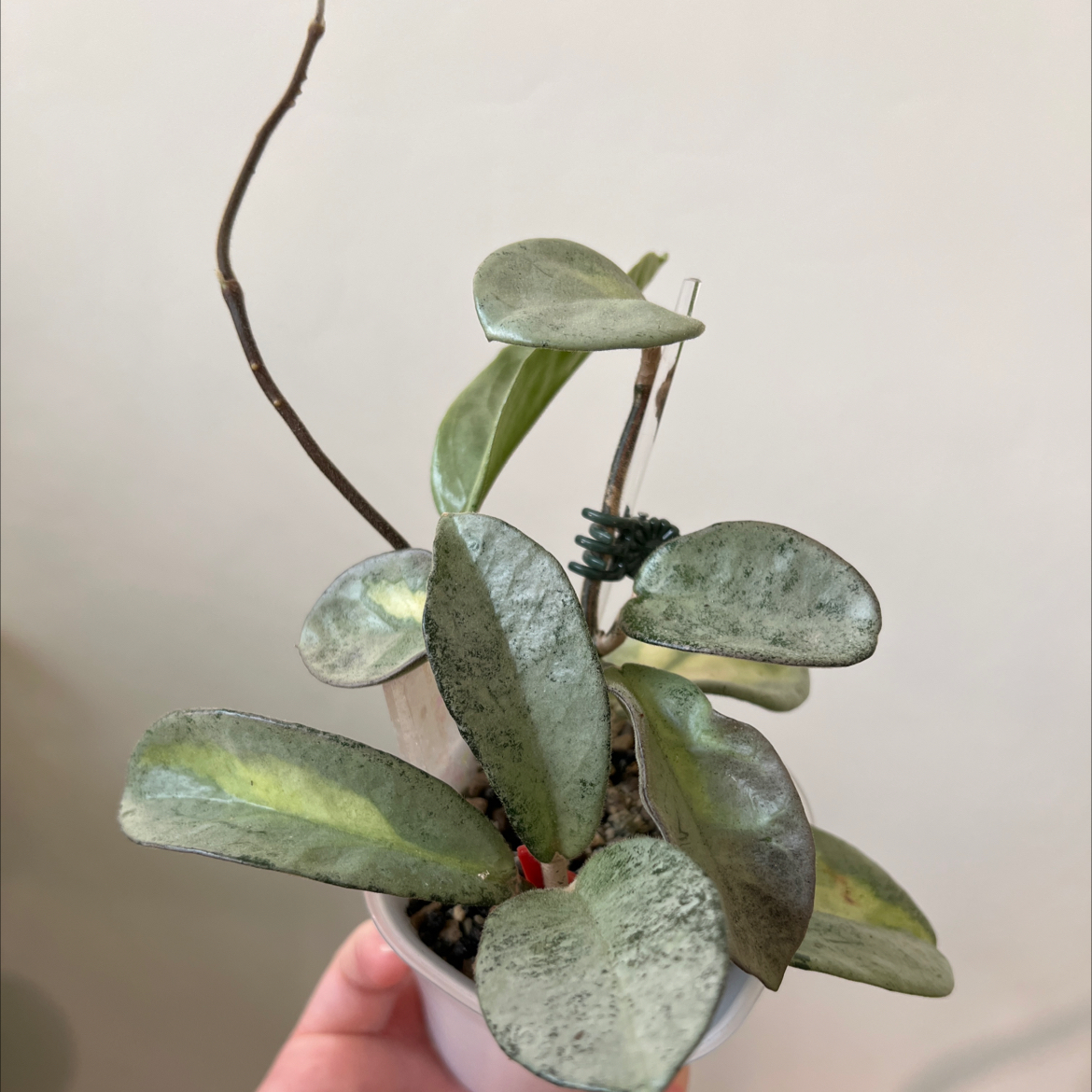 Photo of the plant species Hoya Argentea Princess by @Lilrunwaymdl named Argentea Princess on Greg, the plant care app