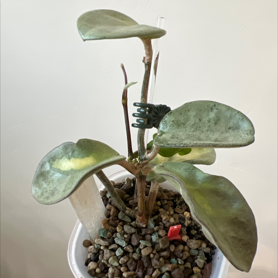 Photo of the plant species Hoya Argentea Princess by @Lilrunwaymdl named Argentea Princess on Greg, the plant care app