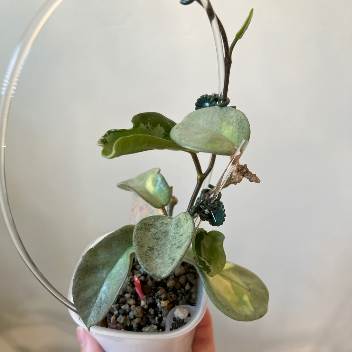 Photo of the plant species Hoya Argentea Princess by @Lilrunwaymdl named Argentea Princess on Greg, the plant care app