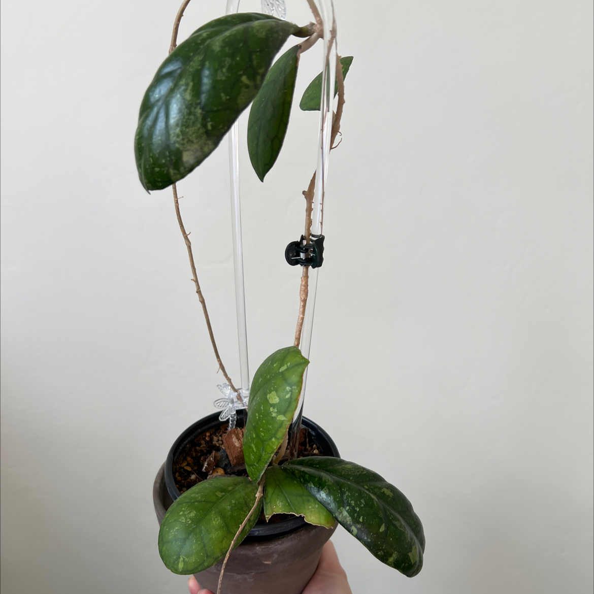 Photo of the plant species Hoya Larisa by @Lilrunwaymdl named Larissa on Greg, the plant care app