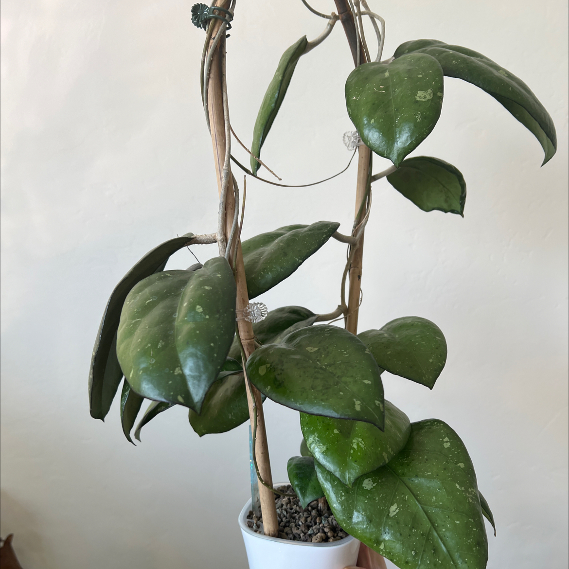 Photo of the plant species Hoya Joy by @Lilrunwaymdl named Hoya Joy on Greg, the plant care app