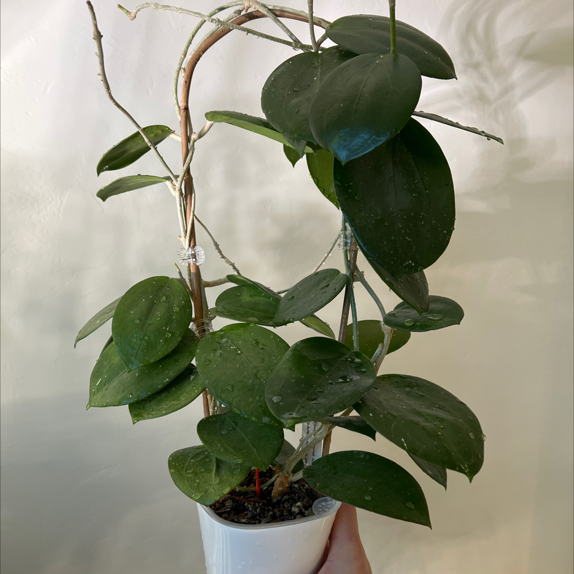 Photo of the plant species Hoya aldrichii by @Lilrunwaymdl named MB-1414, ChristineXAldrichii on Greg, the plant care app