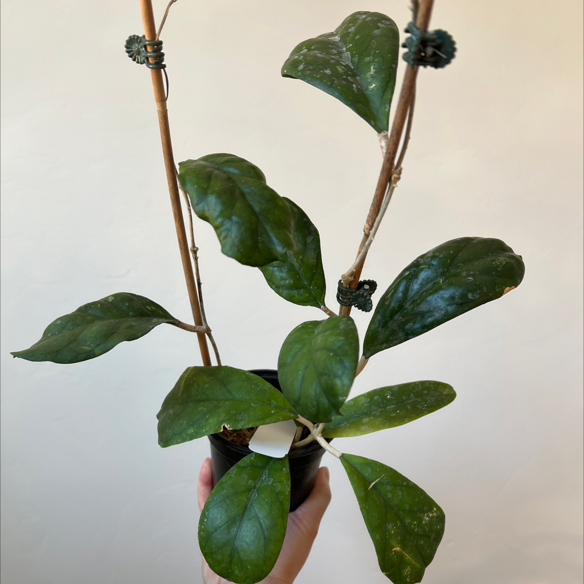 Photo of the plant species Hoya Viola by @Lilrunwaymdl named Viola on Greg, the plant care app