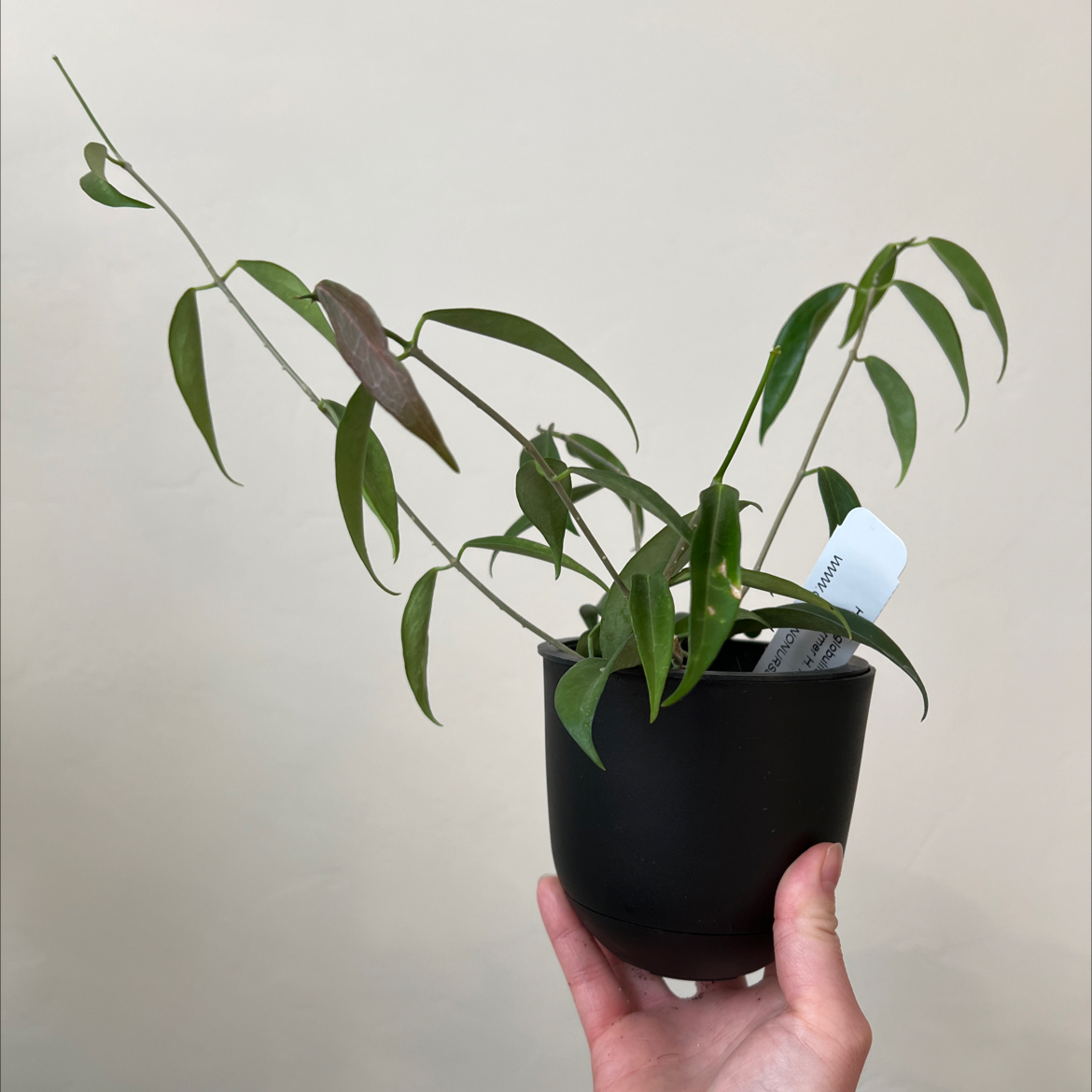 Photo of the plant species Hoya rubida by @Lilrunwaymdl named Rubida on Greg, the plant care app