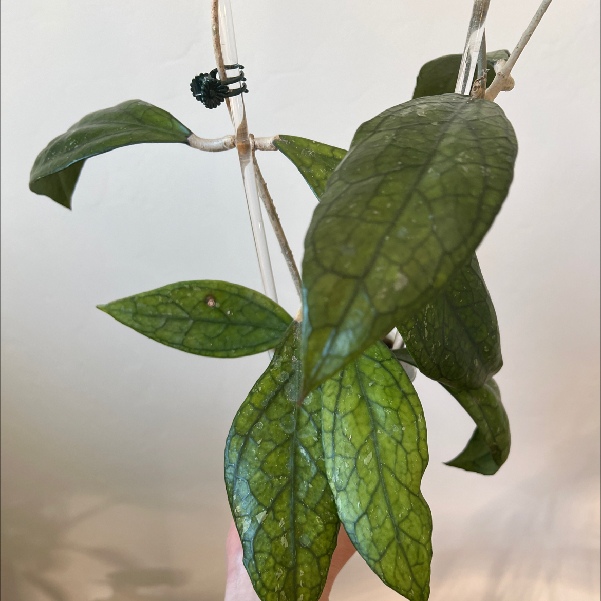Photo of the plant species Hoya Germany by @Lilrunwaymdl named Germany on Greg, the plant care app