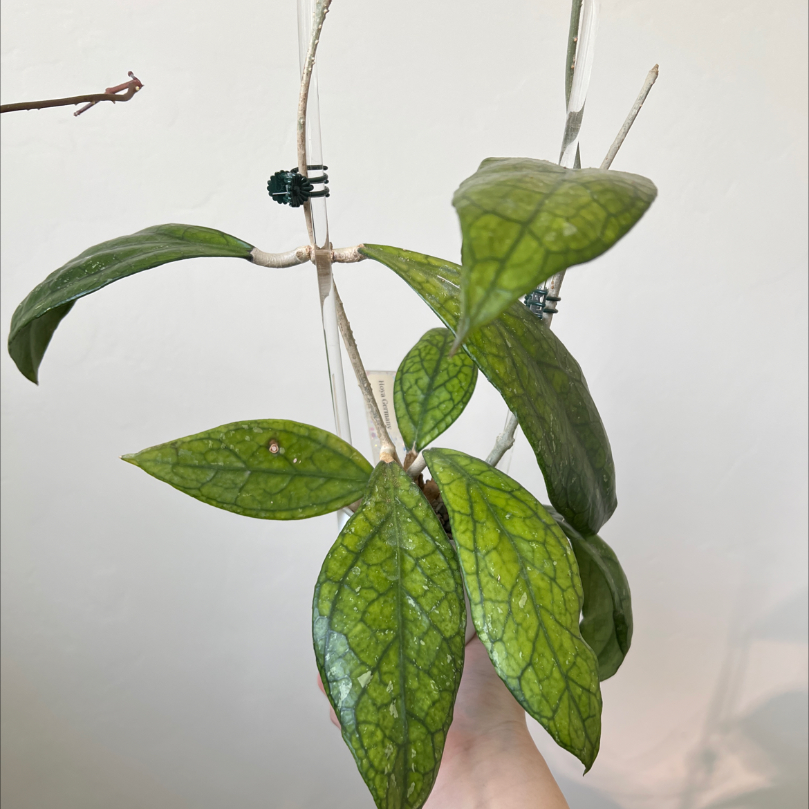 Photo of the plant species Hoya Germany by @Lilrunwaymdl named Germany on Greg, the plant care app