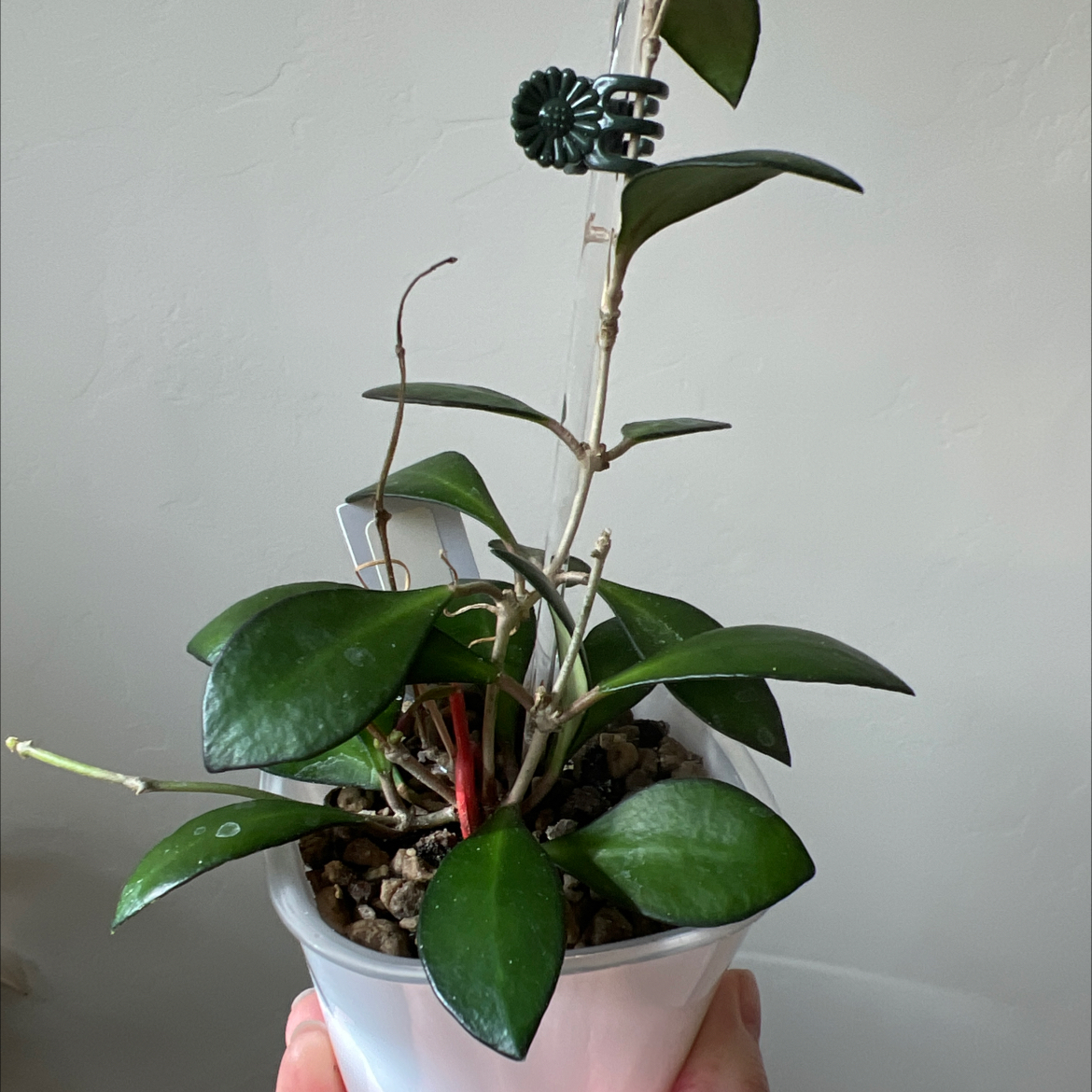 Photo of the plant species Hoya Noona by @Lilrunwaymdl named Noona Pink on Greg, the plant care app
