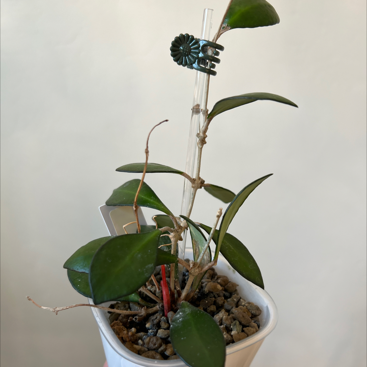 Photo of the plant species Hoya Noona by @Lilrunwaymdl named Noona Pink on Greg, the plant care app
