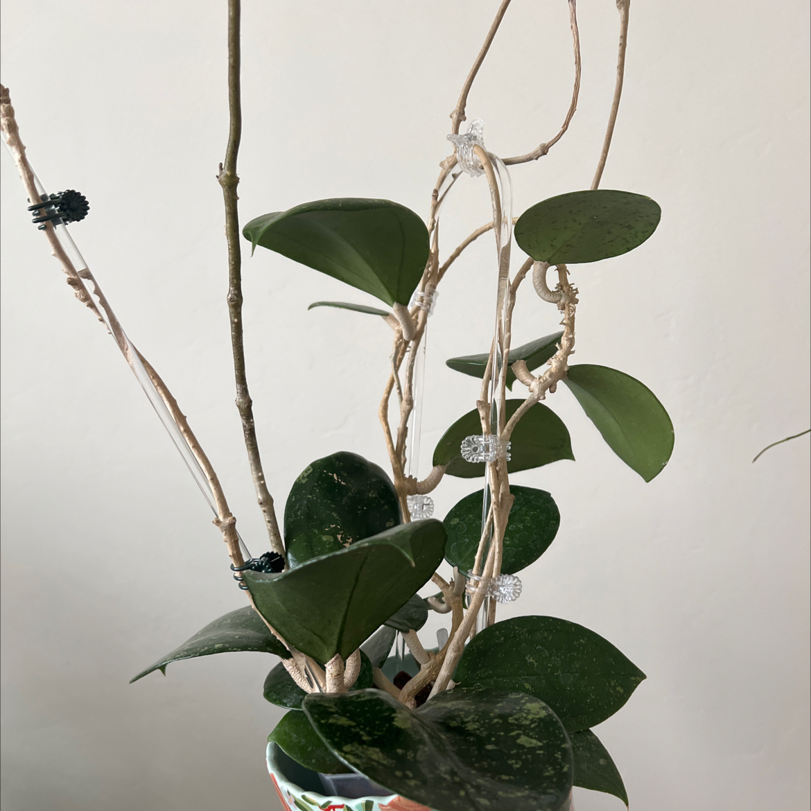 Photo of the plant species Hoya 'Jennifer' by @Lilrunwaymdl named Jennifer X on Greg, the plant care app