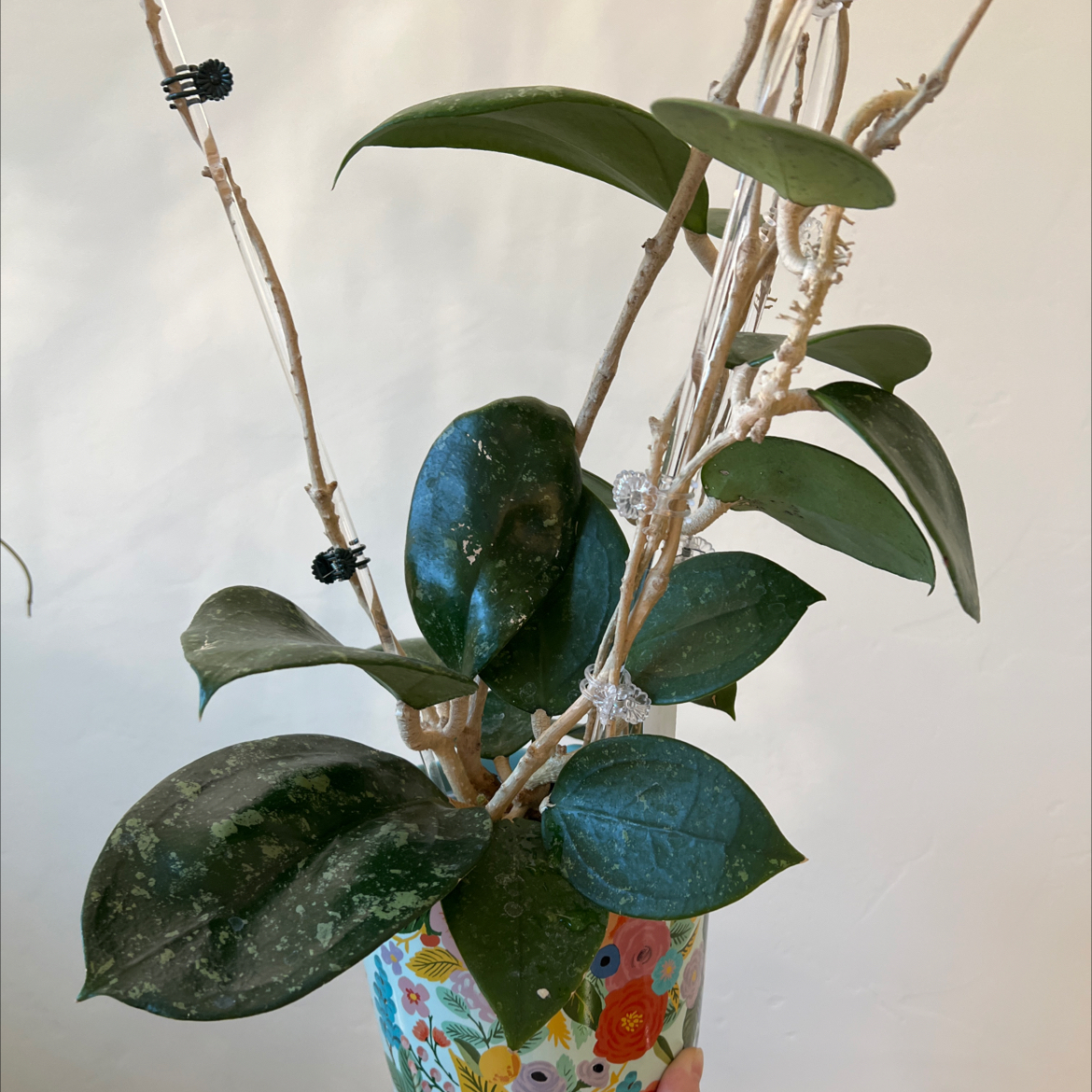 Photo of the plant species Hoya 'Jennifer' by @Lilrunwaymdl named Jennifer X on Greg, the plant care app