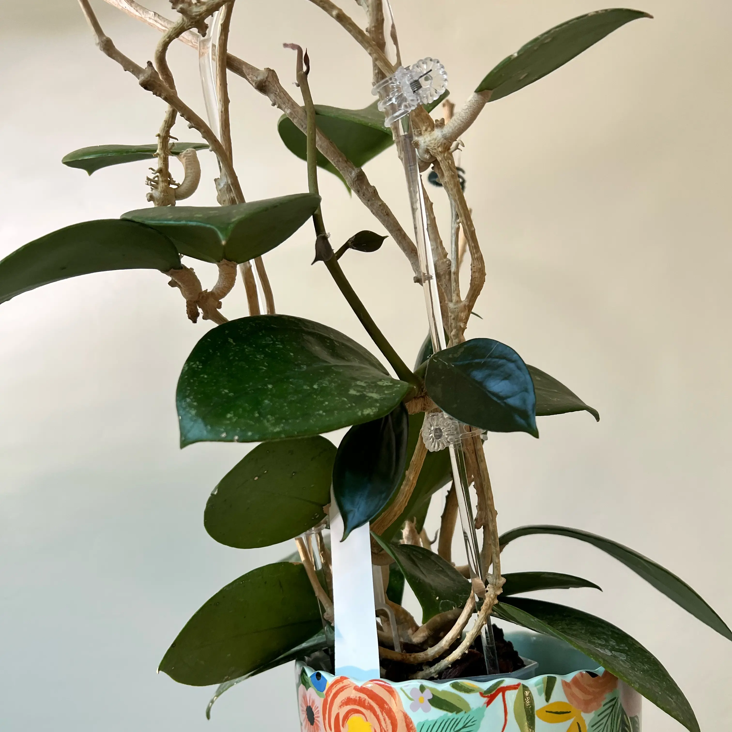 Photo of the plant species Hoya 'Jennifer' by @Lilrunwaymdl named Jennifer X on Greg, the plant care app
