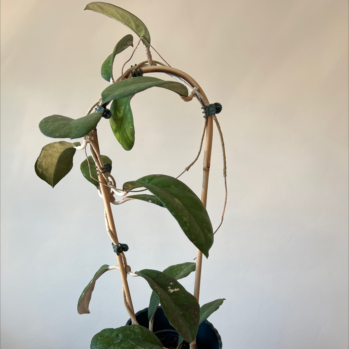 Photo of the plant species Hoya Viola by @Lilrunwaymdl named Hoya Leoensis on Greg, the plant care app