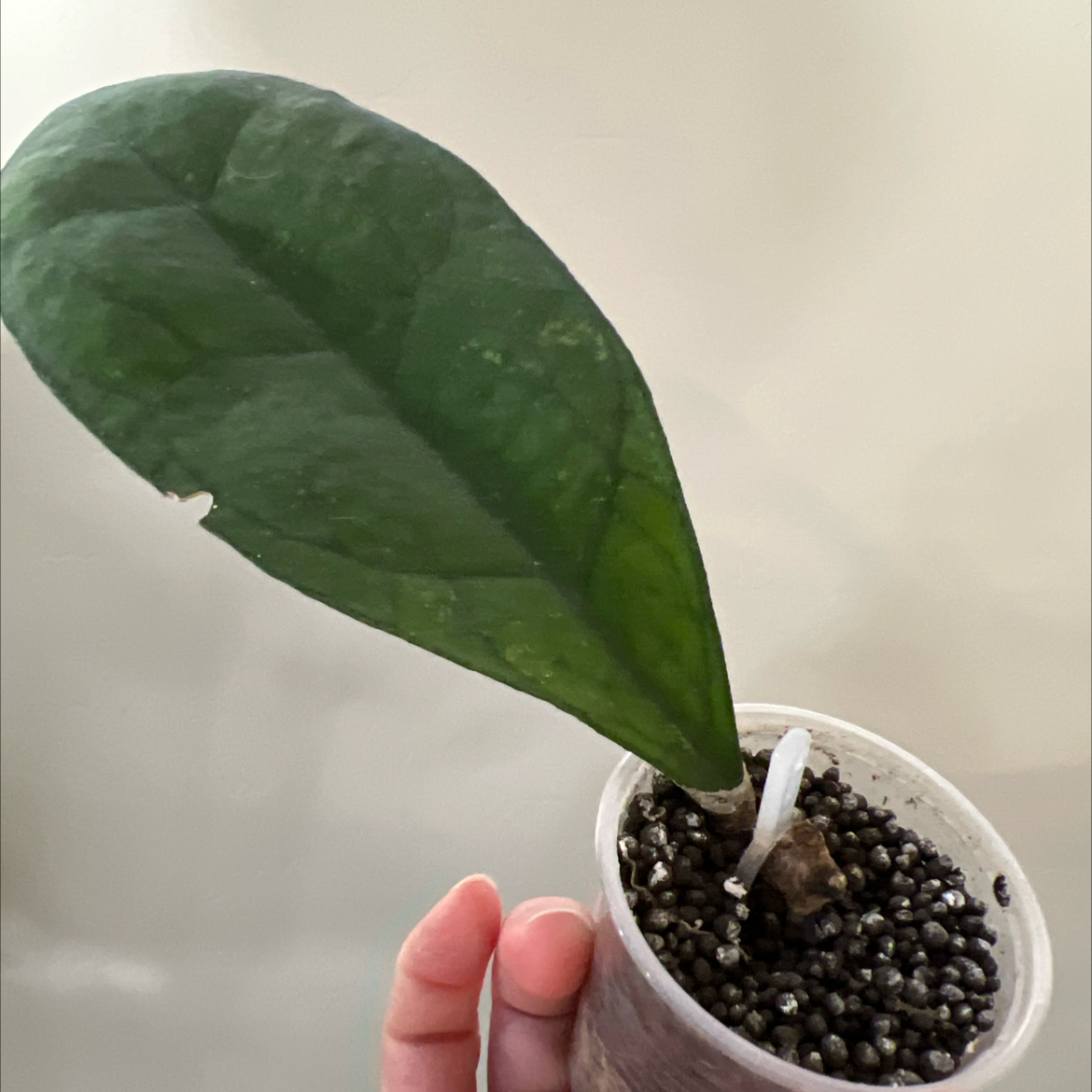 Photo of the plant species Hoya finlaysonii by @Lilrunwaymdl named Finlaysonii Snow on Greg, the plant care app