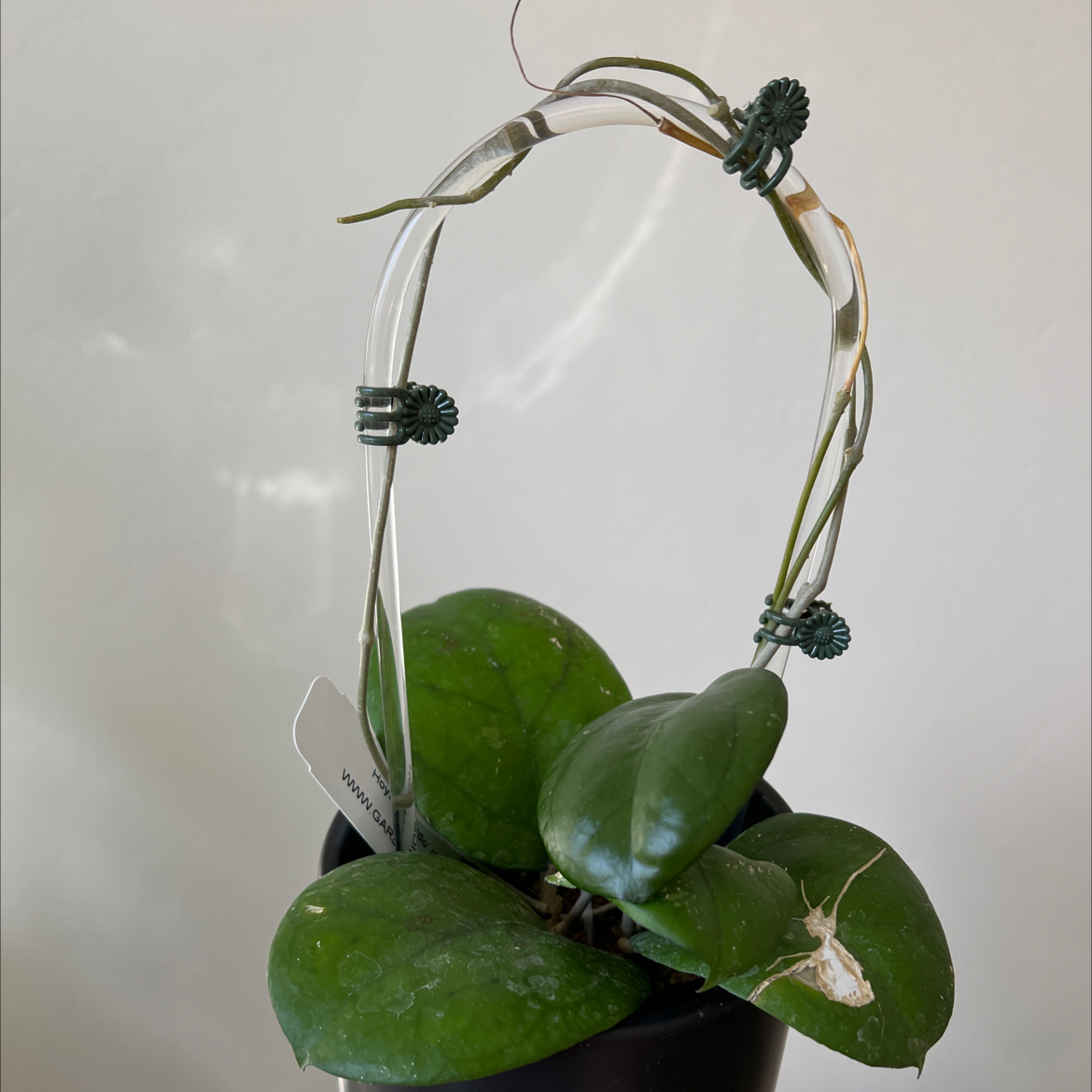 Photo of the plant species Ricardo Germany by @Lilrunwaymdl named Hoya Ricardo on Greg, the plant care app