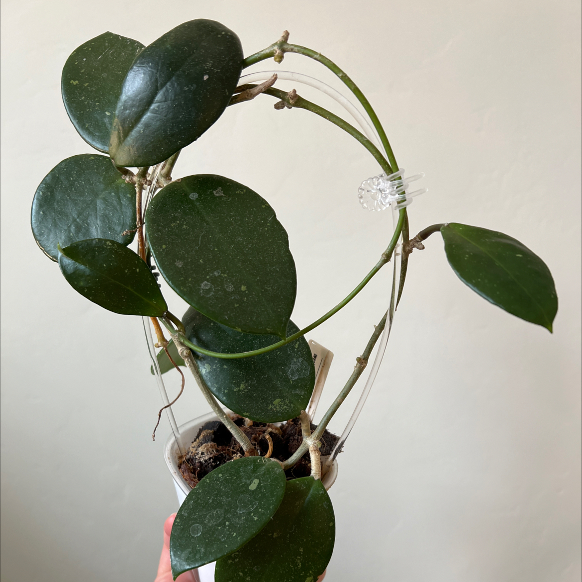 Photo of the plant species Sweet Scent Hoya by @Lilrunwaymdl named Sweet Scent on Greg, the plant care app