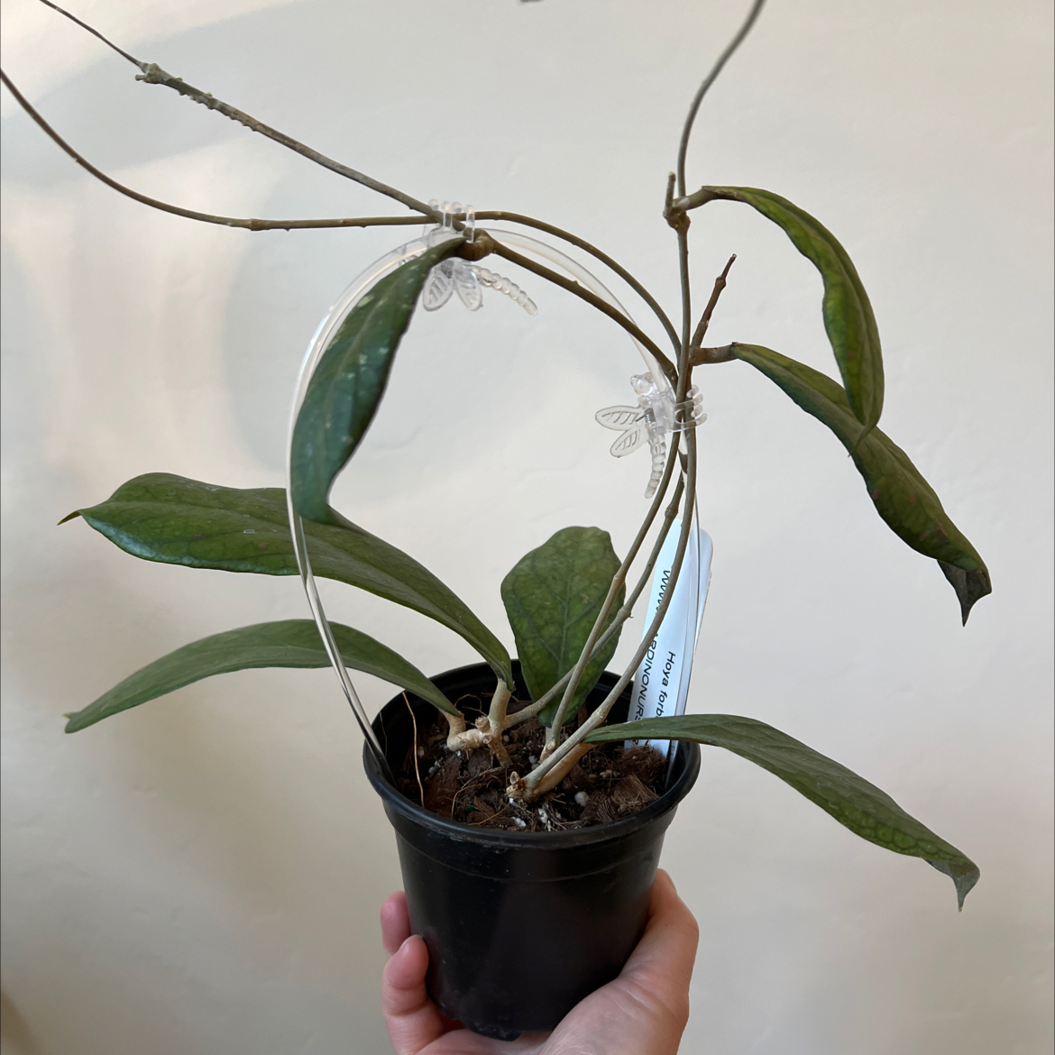 Photo of the plant species Hoya forbesii by @Lilrunwaymdl named Hoya Forbesii on Greg, the plant care app