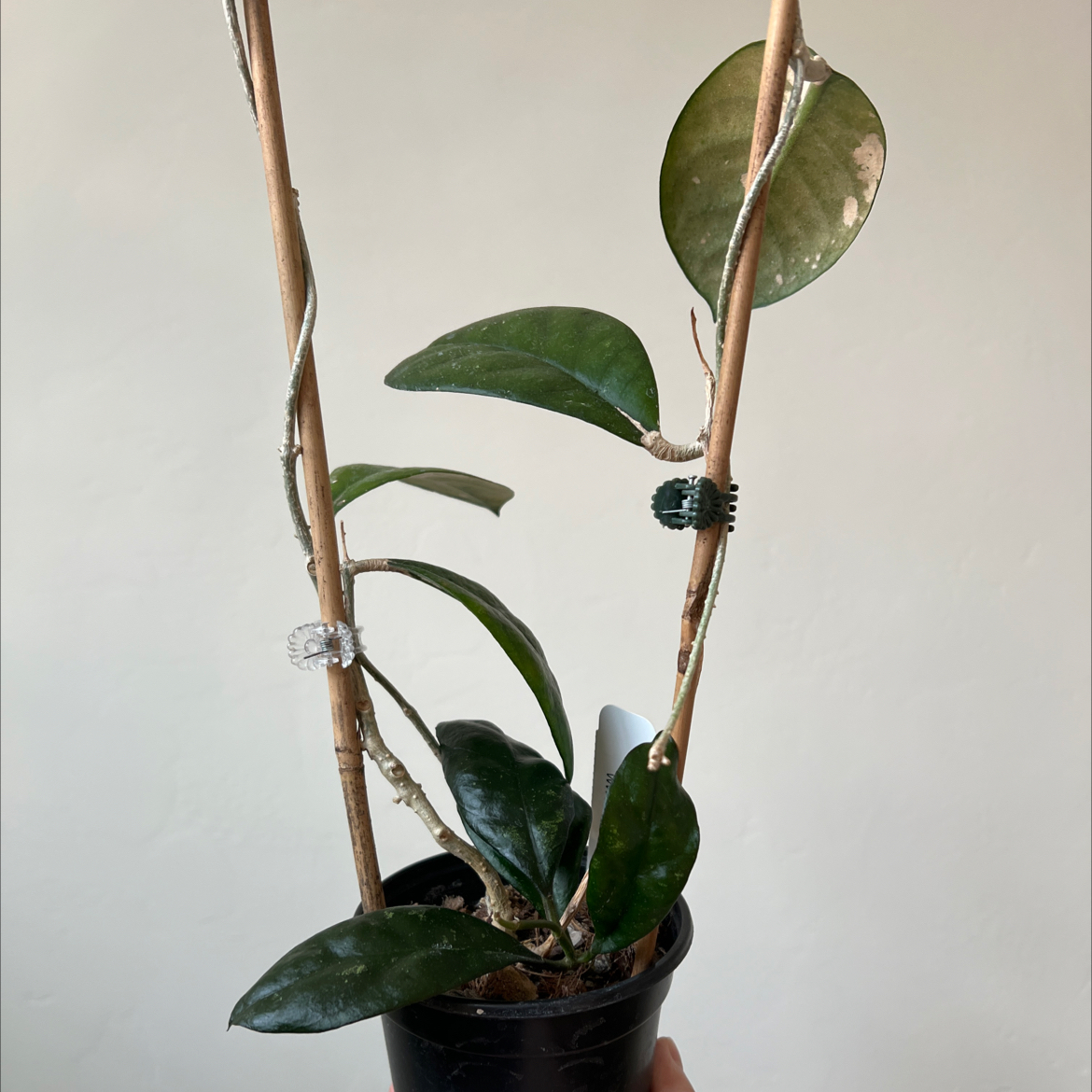Photo of the plant species Hoya finlaysonii by @Lilrunwaymdl named Hoya EPC 1001 Finlaysonii x Meredithii on Greg, the plant care app