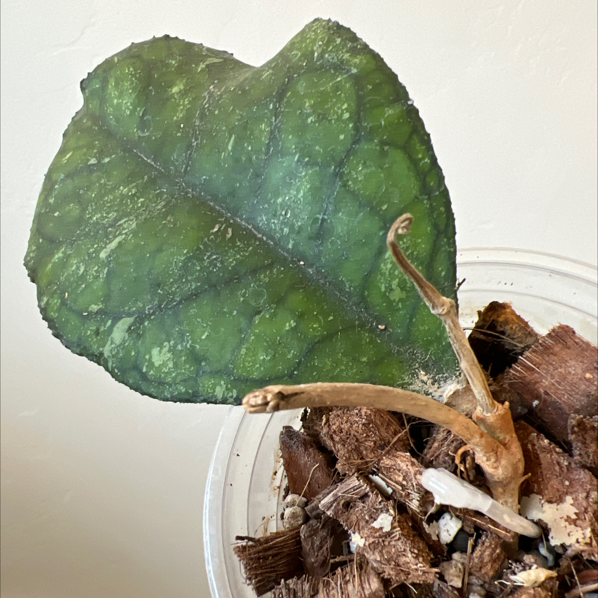 Photo of the plant species Hoya Svetlana by @Lilrunwaymdl named Svetlana on Greg, the plant care app