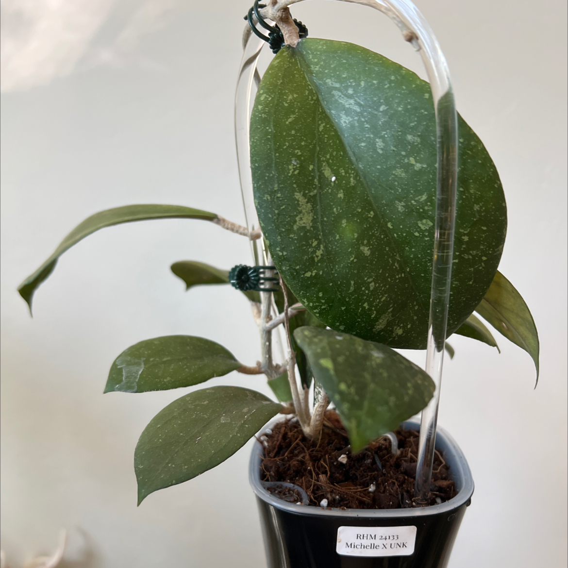 Photo of the plant species Hoya 'Michele' by @Lilrunwaymdl named Hoya Michele x UNK RHM 24133 grown from seed on Greg, the plant care app