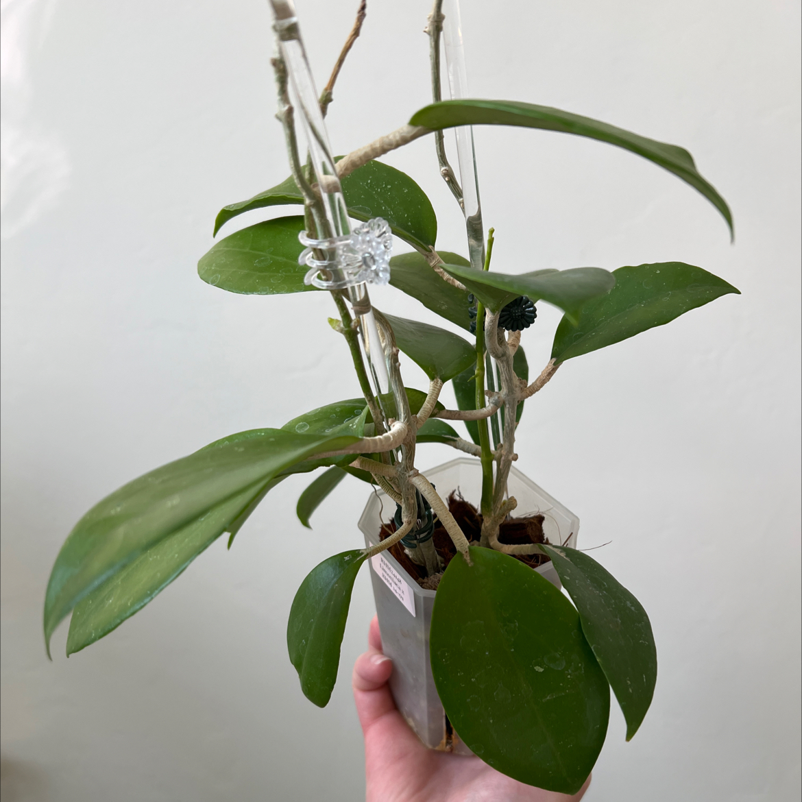 Photo of the plant species Hoya limoniaca by @Lilrunwaymdl named Hoya Limoniaca x RHM 14-01 RHM 24148 on Greg, the plant care app