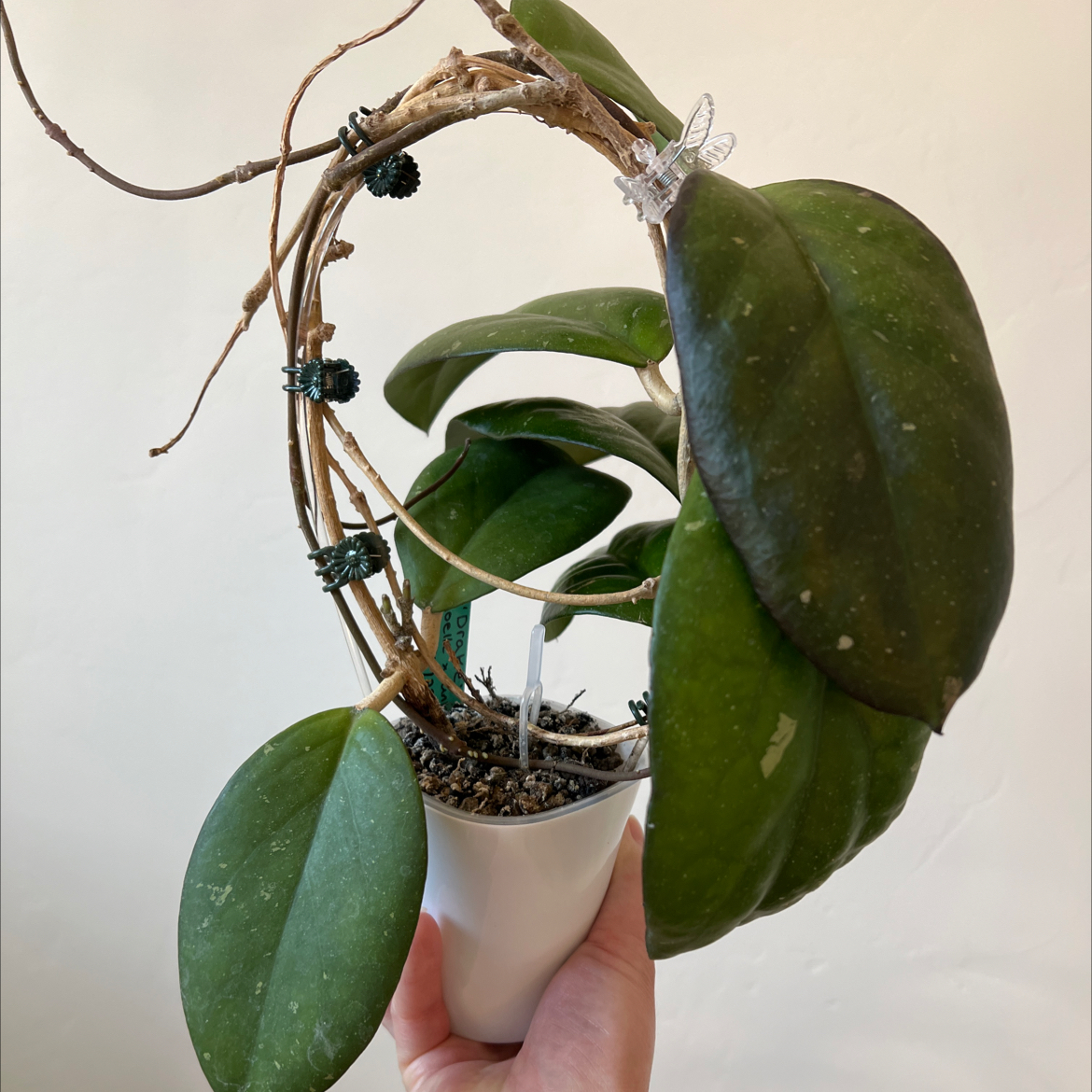 Photo of the plant species waxplant by @Lilrunwaymdl named Drake Noelle x UNK SRBF6722-8 on Greg, the plant care app
